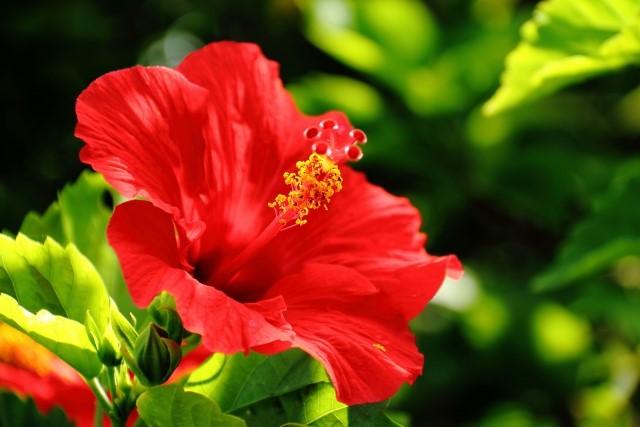 ローズヒップと相性のよいハイビスカス