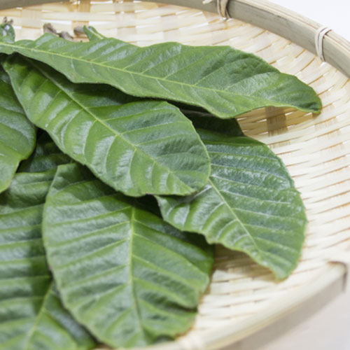 びわの葉の効能