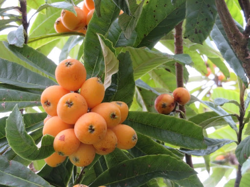 びわは薬木の王様！