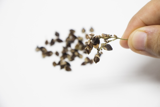 そばの実の炊き方