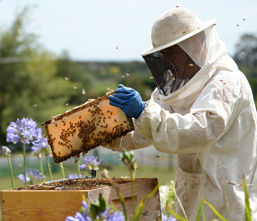 養蜂場で作業中の宇田さん