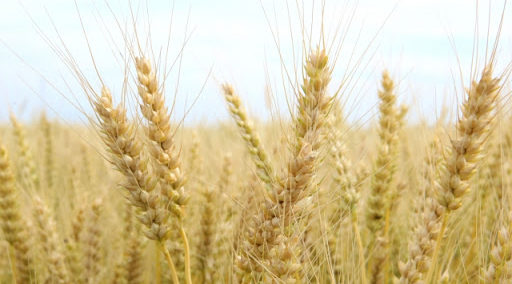 全粒粉の栄養・糖質・カロリー