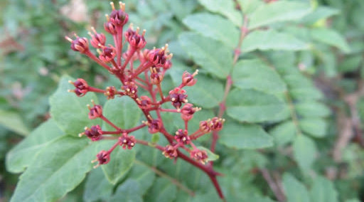 花椒と山椒は同じ植物？