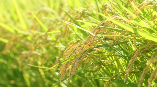 麹菌は家庭で培養できるの？