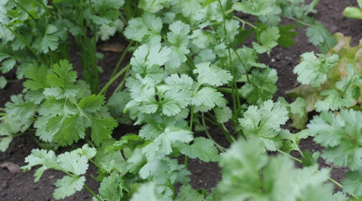 コリアンダーの味と香り