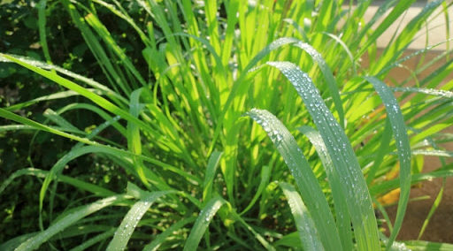 レモングラスとは