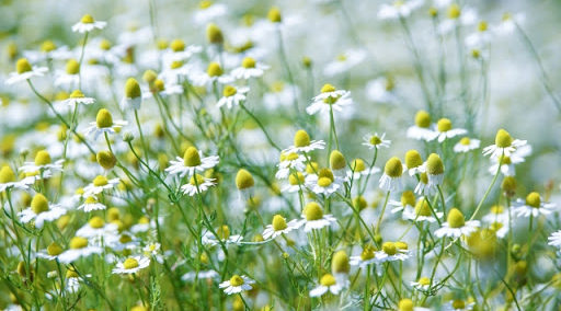 カモミールとは