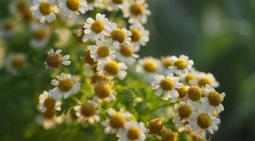 ジャーマンカモミール