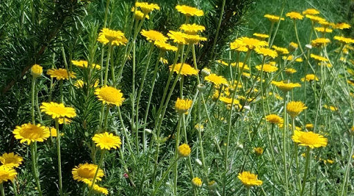 ダイアーズカモミール