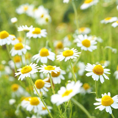 ハーブティーの代表・カモミールの効果効能｜妊娠中も飲めるの？