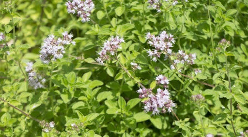 オレガノの種類