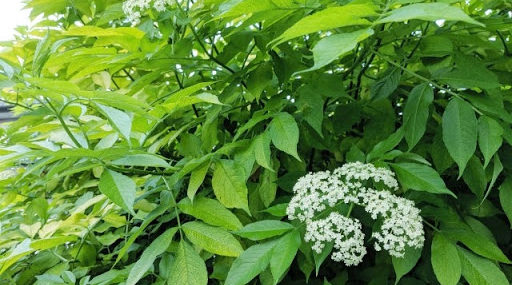 エルダーフラワーとは