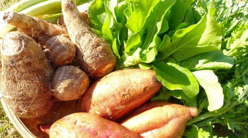 食生活で便の質改善