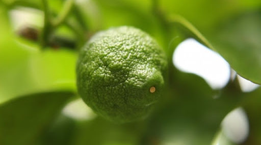 魅惑の香料・ベルガモット