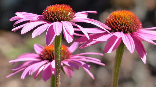 エキナセアの効果・効能