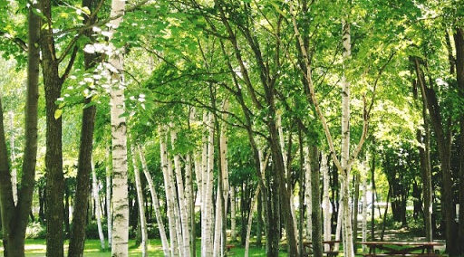 キシリトールとは