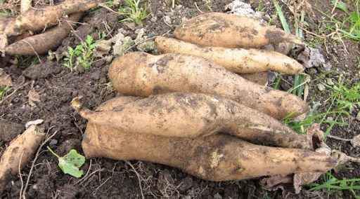 ヤーコンの栄養