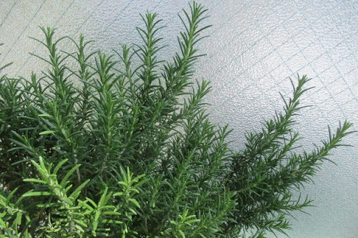 ローズマリーの効果・効能