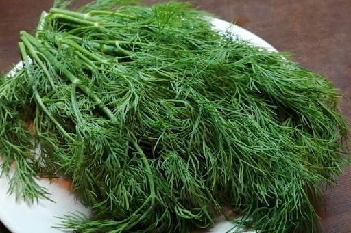 ディルやセージとの違い