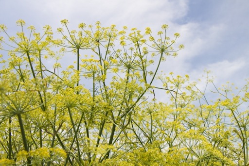 フェンネルの種類