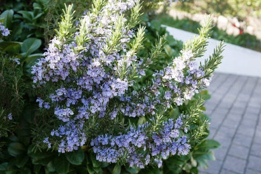 ローズマリーとは