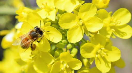 ローヤルゼリー