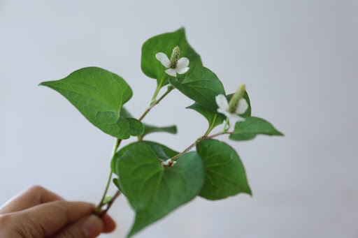 どくだみに含まれる栄養素