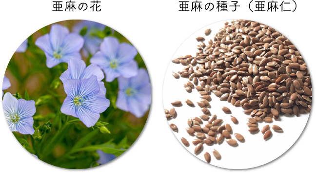 亜麻仁とは？