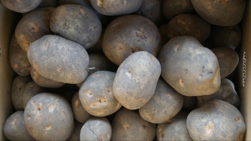 Q豆以外には何を栽培されてらっしゃいますか