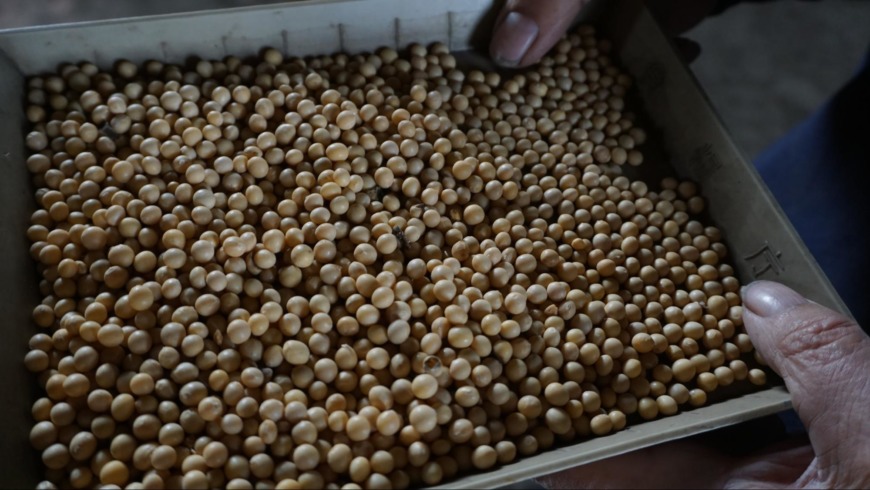 Q豆の栽培で好きな所、楽しい所はどこですか