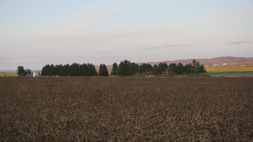 Qいままでにどんなものを栽培されてこられたのでしょうか