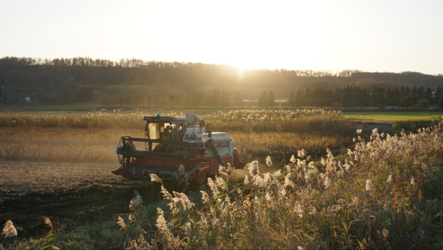Q豆がしっかり育ちきるまで、収穫はしないのはなぜでしょうか