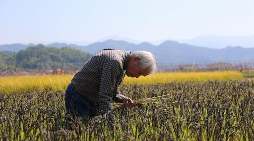 自然農法の重要性