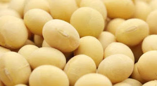 平譯さんの大豆