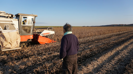 収穫している様子