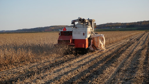 収穫している様子