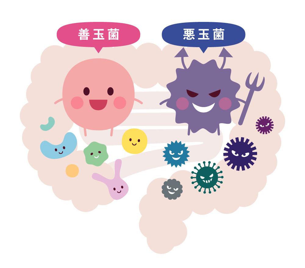 善玉菌と悪玉菌