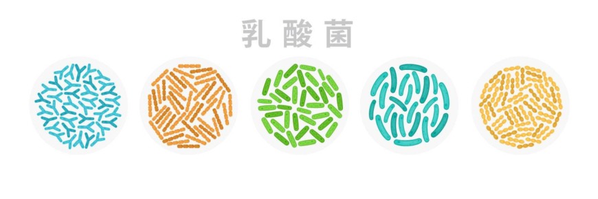 乳酸菌やビフィズス菌