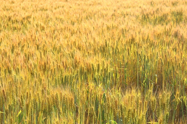 麦芽糖はグルテンフリー?小麦アレルギーでも大丈夫?