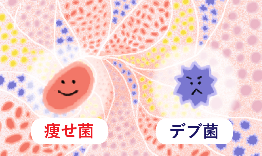 痩せ菌とは？デブ菌とは？