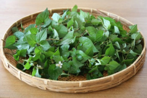 乾燥どくだみの作り方