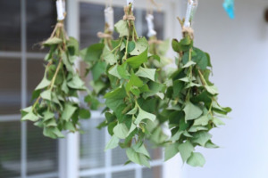 乾燥どくだみの作り方２