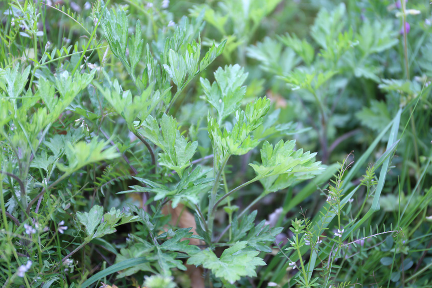 よもぎアレルギー