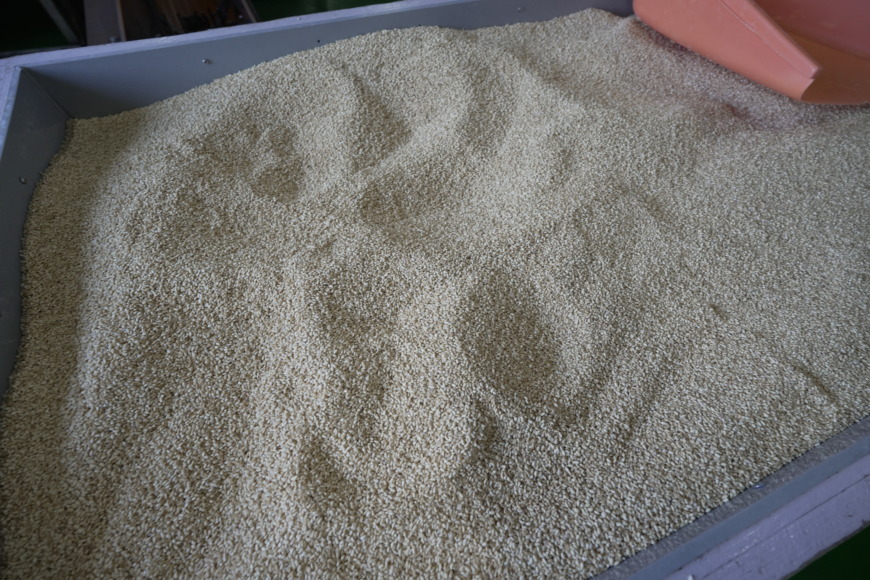 みりんの原料:麹の出来上がり (写真では玄米麹を使用)