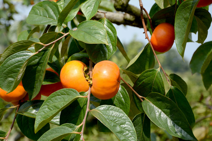 柿の葉の風景