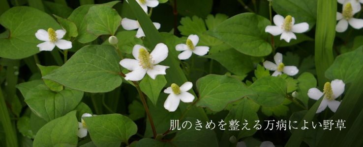 どくだみの特徴