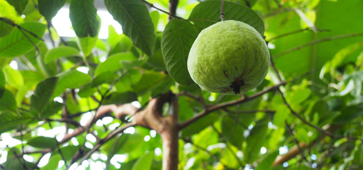 グァバの葉の風景