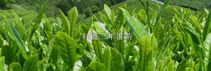 お茶畑