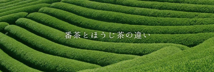 番茶とほうじ茶の違い