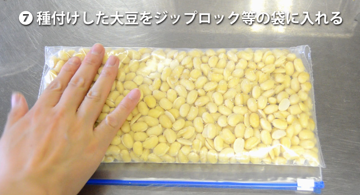 種付けした大豆を穴の開いたジップロックに入れる